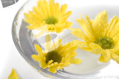 Image of yellow flowers close up