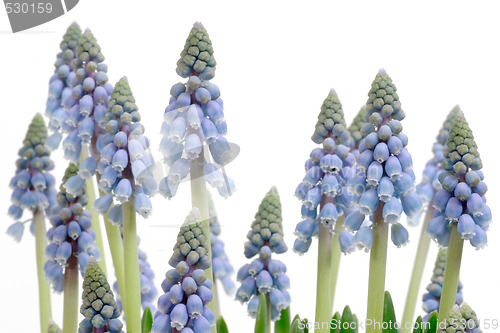 Image of Blue grape hyacinth
