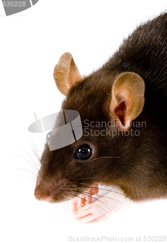 Image of Brown Rat