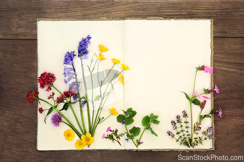 Image of Wildflower Collection of British Flowers for Herbal Medicine
