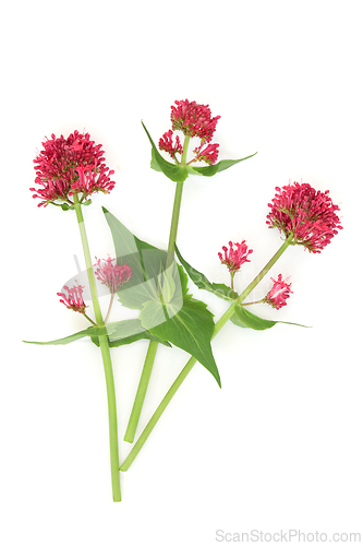Image of Red Valerian Herb Flower Plant