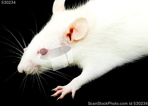 Image of White Rat