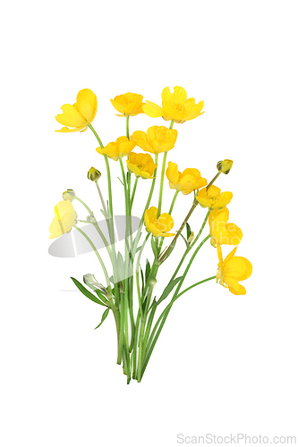 Image of Buttercup Meadow Wild Flower Herbal MediicIne