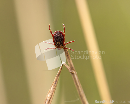 Image of Lone tick climbing on grass blade