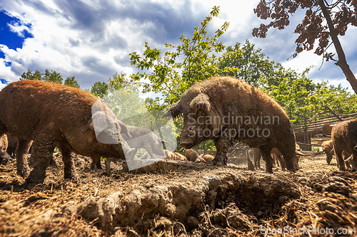 Image of Mangalica pigs grazing on a farm