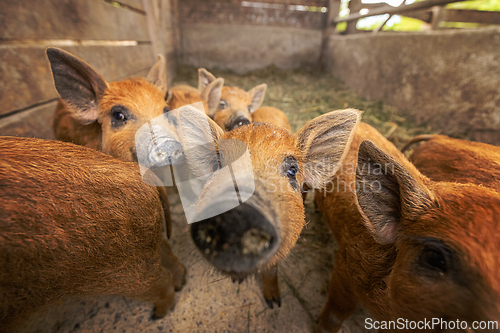 Image of Curious piglets in a barn