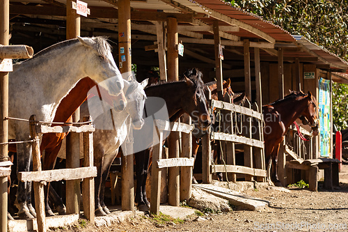 Image of Horse station in entertainment center in Valle del Cocora Valley. Salento, Quindio department. Colombia travel destination.