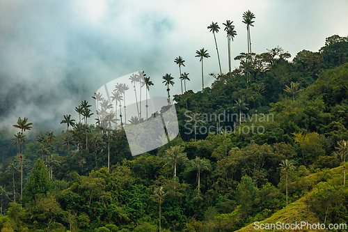 Image of Nature landscape of tall wax palm trees in Valle del Cocora Valley. Salento, Quindio department. Colombia mountains landscape.