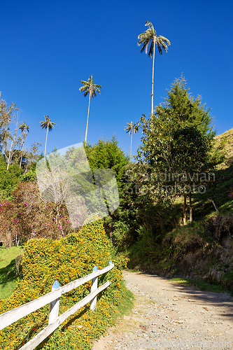 Image of Nature landscape of tall wax palm trees in Valle del Cocora Valley. Salento, Quindio department. Colombia mountains landscape.