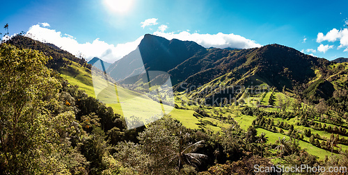 Image of Nature landscape of tall wax palm trees in Valle del Cocora Valley. Salento, Quindio department. Colombia mountains landscape.