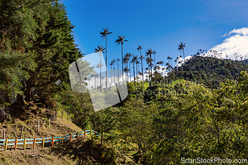 Image of Nature landscape of tall wax palm trees in Valle del Cocora Valley. Salento, Quindio department. Colombia mountains landscape.