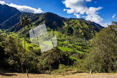 Image of Nature landscape of tall wax palm trees in Valle del Cocora Valley. Salento, Quindio department. Colombia mountains landscape.