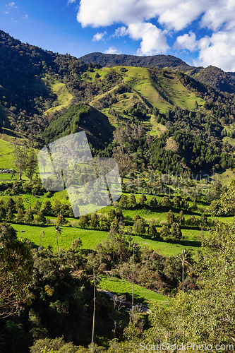 Image of Nature landscape of tall wax palm trees in Valle del Cocora Valley. Salento, Quindio department. Colombia mountains landscape.