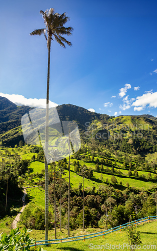 Image of Nature landscape of tall wax palm trees in Valle del Cocora Valley. Salento, Quindio department. Colombia mountains landscape.