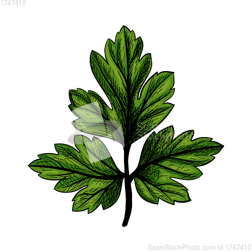 Image of Parsley Icon
