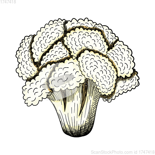 Image of Cauliflower Icon