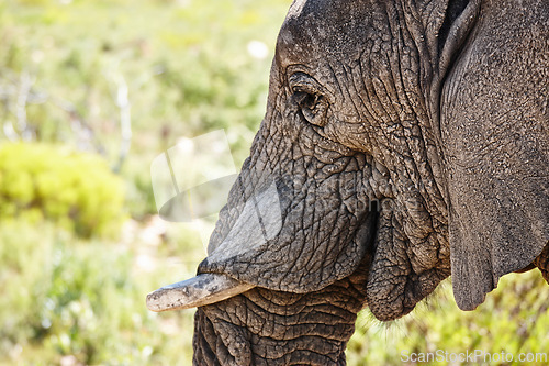 Image of Elephant, tusk and closeup of animal in nature with sustainable safari travel or conservation of environment. Natural, Ivory and ecology protection in Africa with eco friendly experience or sanctuary