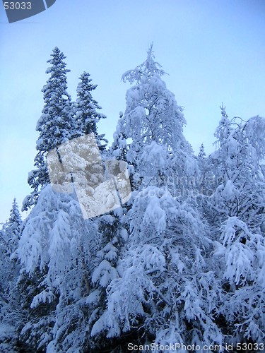 Image of Heavy branches