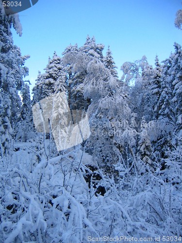 Image of heavy branches