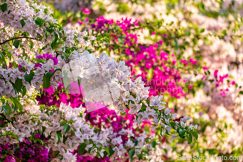 Image of Bougainvillea buttiana, flowering plant, Barichara Santander department, Colombia