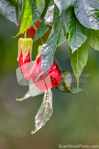 Image of Callianthe picta, species of flowering plant in the family Malvaceae. Cundinamarca department, Colombia.
