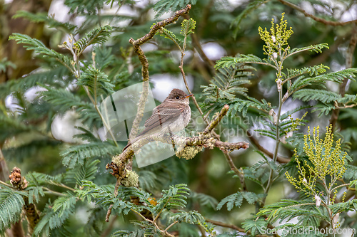 Image of Northern tropical pewee (Contopus bogotensis), Guatavita Guavio Province, Wildlife and birdwatching in Colombia.