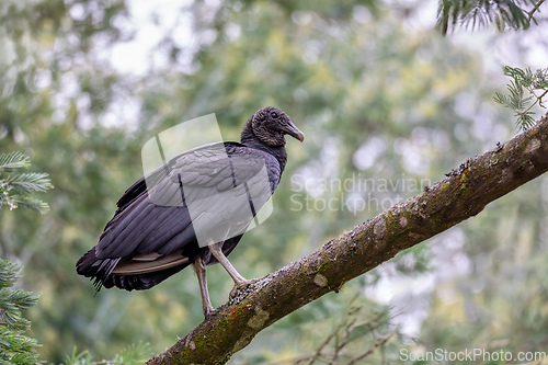 Image of Black vulture (Coragyps atratus), Guatavita Cundinamarca department. Wildlife and birdwatching in Colombia.