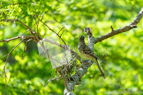 Image of Yellow-bellied elaenia (Elaenia flavogaster), Barichara, Santander department. Wildlife and birdwatching in Colombia