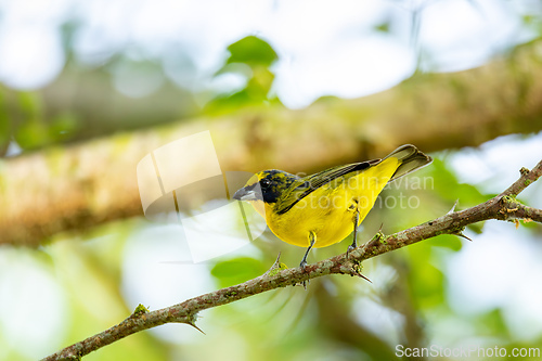 Image of Thick-billed euphonia (Euphonia laniirostris). Barichara, Santander Columbia