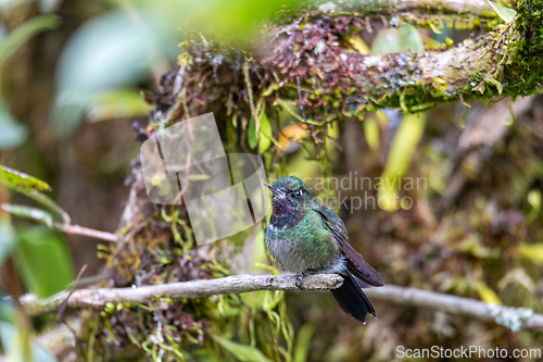 Image of Tourmaline sunangel (Heliangelus exortis), species of hummingbird. Cundinamarca department. Wildlife and birdwatching in Colombia