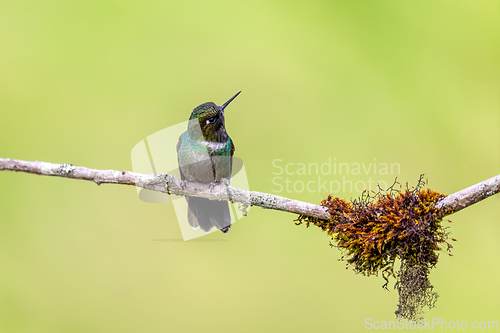 Image of Tourmaline sunangel (Heliangelus exortis), species of hummingbird. Cundinamarca department. Wildlife and birdwatching in Colombia