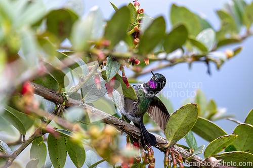 Image of Tourmaline sunangel (Heliangelus exortis), species of hummingbird. Cundinamarca department. Wildlife and birdwatching in Colombia