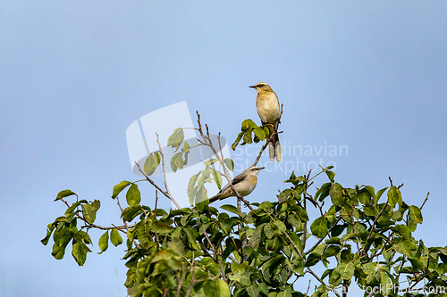 Image of Tropical mockingbird (Mimus gilvus). Barichara, Santander department. Wildlife and birdwatching in Colombia