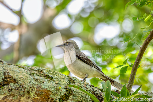 Image of Tropical mockingbird (Mimus gilvus). Barichara, Santander department. Wildlife and birdwatching in Colombia