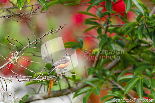 Image of Vermilion flycatcher (Pyrocephalus obscurus) female. Barichara, Santander department. Wildlife and birdwatching in Colombia