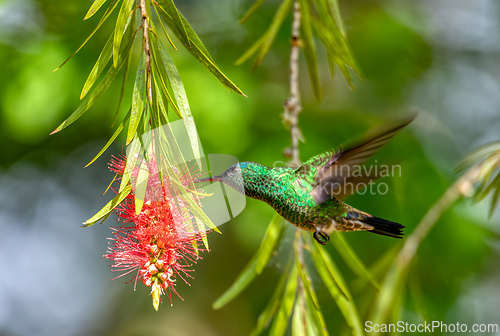 Image of Indigo-capped hummingbird (Saucerottia cyanifrons). Barichara, Santander department. Wildlife and birdwatching in Colombia