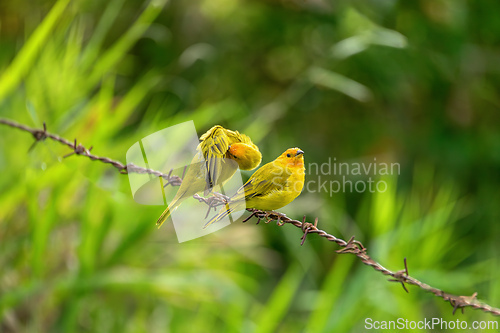 Image of Bird Saffron finch (Sicalis flaveola). Santander department. Wildlife and birdwatching in Colombia
