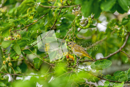 Image of Bird Saffron finch (Sicalis flaveola). Santander department. Wildlife and birdwatching in Colombia