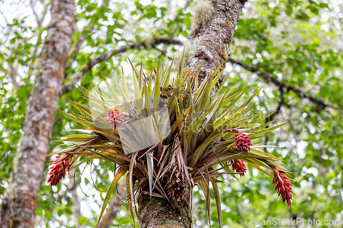 Image of Tillandsia fendleri, species of flowering plant. Cundinamarca Department, Colombia
