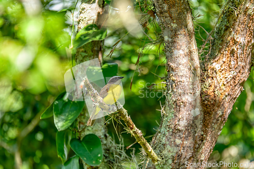 Image of Tropical kingbird (Tyrannus melancholicus), Barichara Santander department. Wildlife and birdwatching in Colombia.