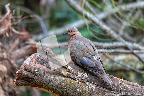 Image of Eared dove (Zenaida auriculata), Guatavita, Cundinamarca department. Wildlife and birdwatching in Colombia