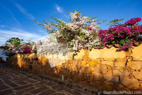 Image of Bougainvillea buttiana, flowering plant, Barichara Santander department, Colombia