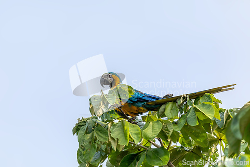 Image of Blue-and-yellow macaw (Ara ararauna), Chimichagua, Cesar department. Wildlife and birdwatching in Colombia