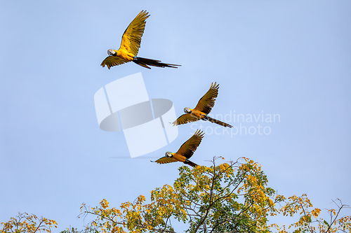 Image of Blue-and-yellow macaw (Ara ararauna), Chimichagua, Cesar department. Wildlife and birdwatching in Colombia