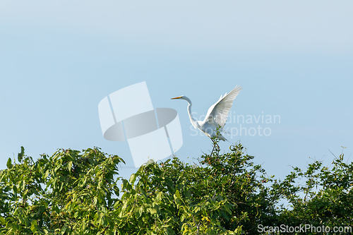 Image of Great egret (Ardea alba), Magdalena department. Wildlife and birdwatching in Colombia.
