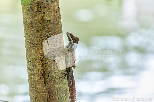 Image of Brown basilisk (Basiliscus vittatus), Tayrona National Park, Magdalena department. Colombia wildlife.