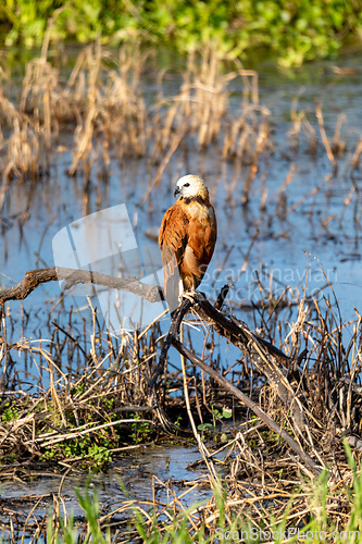 Image of Black-collared hawk (Busarellus nigricollis). Magdalena department. Wildlife and birdwatching in Colombia.