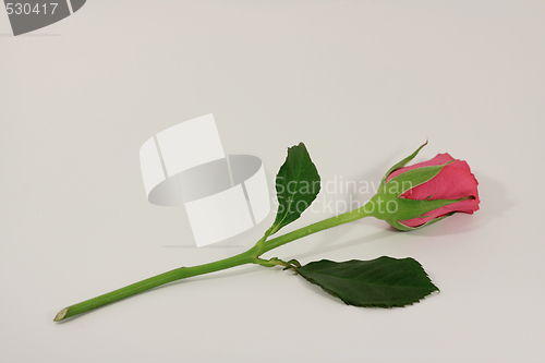 Image of Valentines rose