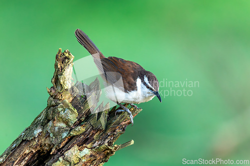 Image of Bicolored wren (Campylorhynchus griseus), Rionegro, Santander Department. Wildlife and birdwatching in Colombia.