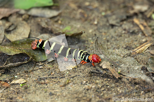Image of Caterpillar of Tetrio Sphinx Moth, Tayrona National Park, Magdalena department. Colombia wildlife.